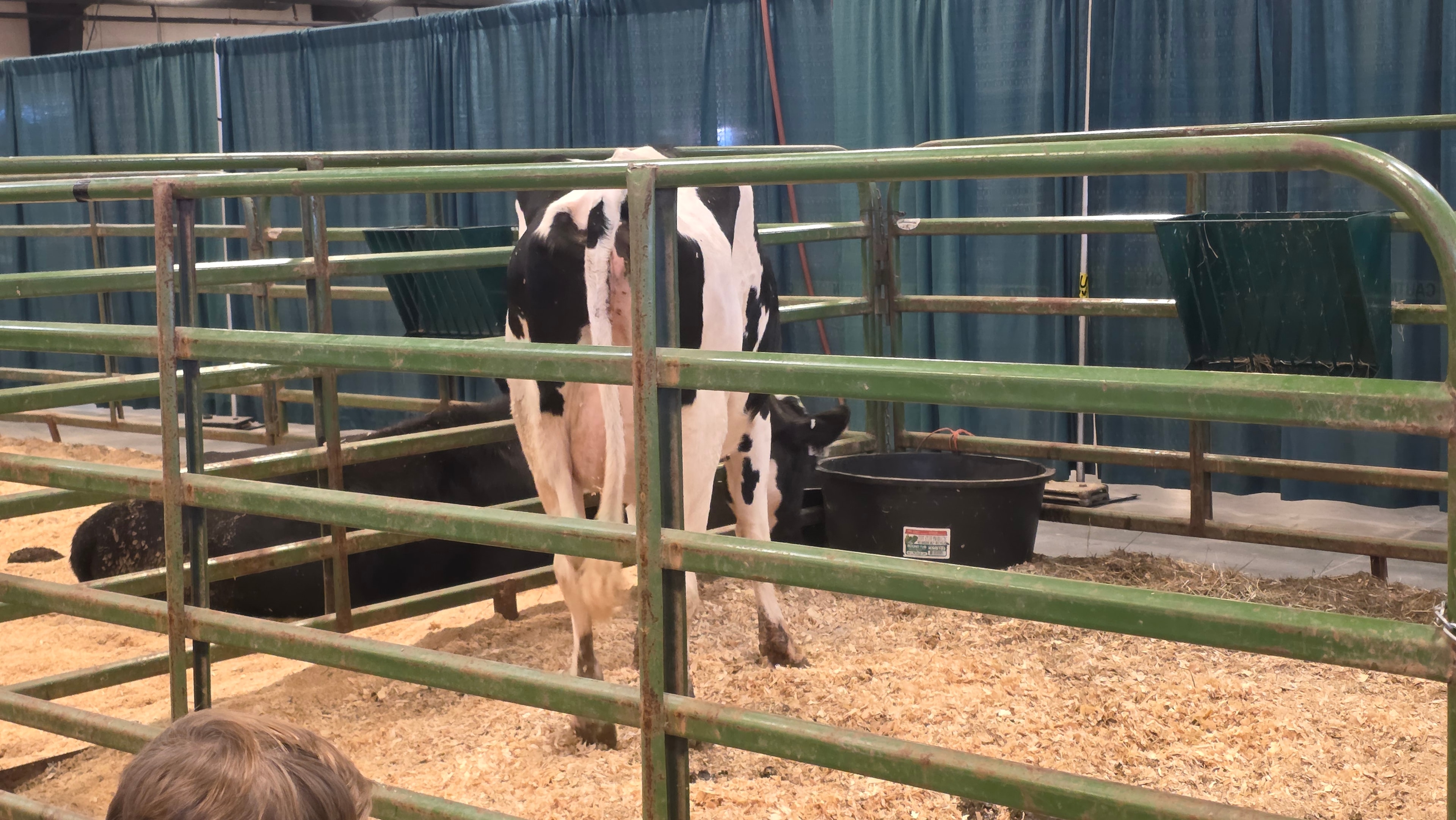 NC State Fair 2026 — dairy cows in barn